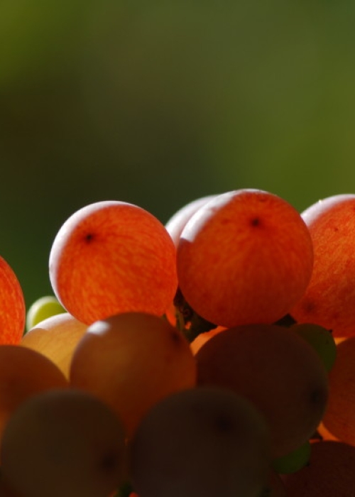 Traminer ANT 0902